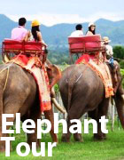 Thai wine tours by Elephant ride through the thailand vineyards