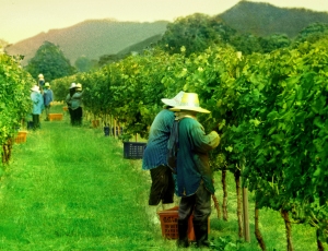 Thailand wine harvest workers in the PB valley vineyard Khao Yai