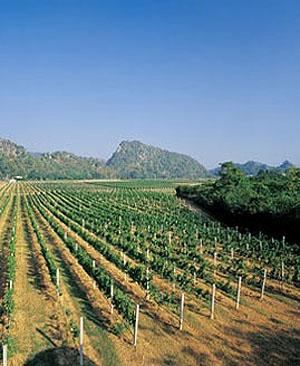 PB winery vineyard in Khao Yai valley prodices fine Thai wines