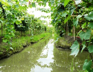 The floating vineyards of siam winery