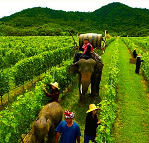 Elepahnts are used in the Hua Hin Hills Vineyard as part of the team of vineyard workers