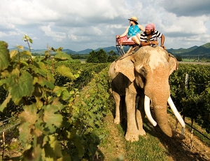 Taking a Thailand wine tour through the Hua Hin Hills vineyard by Elephant
