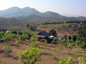 Chiang Rai winery produces world famous fruit wines from fruits grown in Thailand