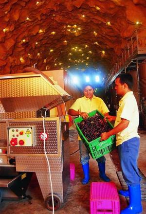 Thai wine makers loading the the grape crusher at Mae Chan Winery