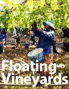 Floating vineyards of siam winery